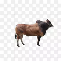 扎布·马杜拉牛，小牛，肉牛，牧牛