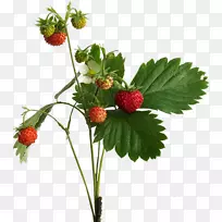 草莓西印度覆盆子-草莓