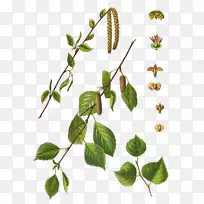 白桦树植物学