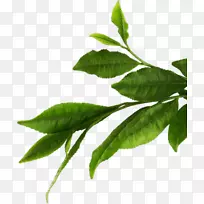 香蕉叶画植物茎叶