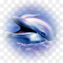 普通宽吻海豚动物画夹艺术-海豚