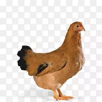 肉鸡Cobb沙拉荷兰鸡蛋养殖-鸡蛋