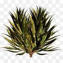 草树植物茎系树
