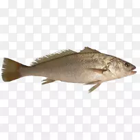 罗非鱼产品鳕鱼桶-鱼
