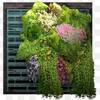 花园绿墙、篱笆、室内植物-植物