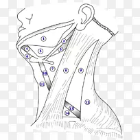 颈腹肌前三角、颈动脉三角、下颌下三角-三角形
