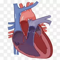 心脏标签循环系统解剖-心脏