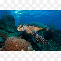 甲鱼海龟珊瑚礁