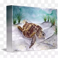 甲鱼水彩画-海龟