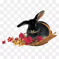 复活节兔子动画电影-复活节