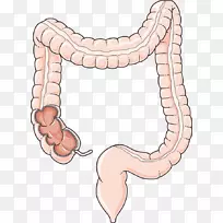 大肠、胃肠道、小肠、人类消化系统剪辑艺术