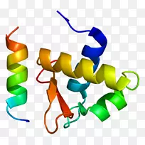 复制蛋白a2单链结合蛋白dna复制