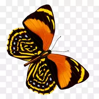 蝴蝶网页浏览器图形设计-蝴蝶