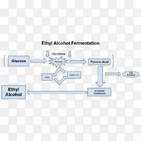 酒精发酵图酒精饮料