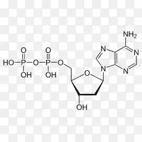 二磷酸腺苷三磷酸腺苷分子焦磷酸-1脱氧木糖5磷酸