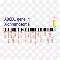 肾上腺脑白质营养不良症ABCD1x染色体突变-肾上腺白质营养不良