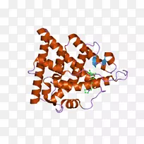 雌激素受体αDNA结合区核受体雌激素受体