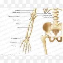 指骨盆解剖