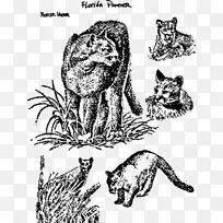猫虎狮豹猫