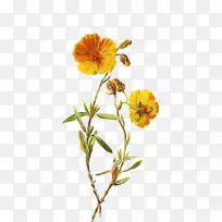 常见野生花卉植物学插图剪贴画