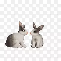 家养兔子复活节兔