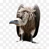 白背秃鹫角秃鹫鹰非洲象鸟