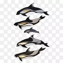 海豚虎鲸海豚