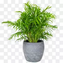 槟榔科毛菊属植物花盆胚性植物门-مخرث