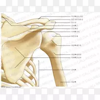 肩关节解剖-肩胛骨-腹部解剖