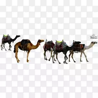 撒哈拉大篷车、雅各布和以扫-动物骆驼