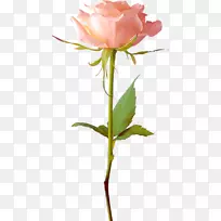 玫瑰图像文件格式剪辑艺术-玫瑰
