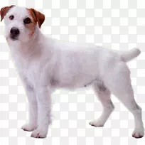 杰克罗素猎犬牧师罗素猎犬培育稀有品种(狗)小狗-小狗