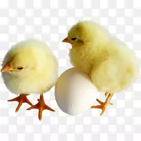 鸡泡菜蛋夹艺术-鸡