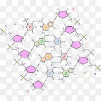 双螺旋：dna核酸结构、核酸双螺旋氢键模型的发现