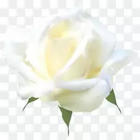 花卉花园玫瑰、蜈蚣玫瑰切花静物摄影-白玫瑰PNG