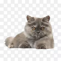 波斯猫狗猫玩具流行猫名小猫