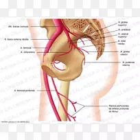 股动脉髂内动脉臀上动脉闭孔动脉抛光术