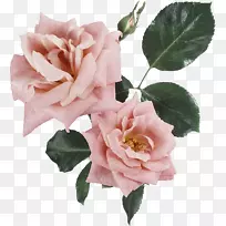 鲜花纪念玫瑰剪贴画-花