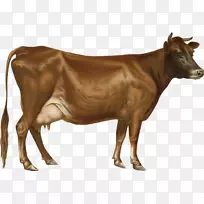 泽西牛，荷斯坦牛，弗里西亚牛，艾尔郡牛，奶牛