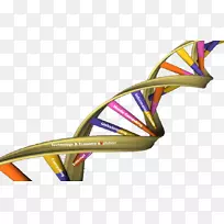 双螺旋：发现dna核酸双螺旋人类基因组计划的个人记述-科学