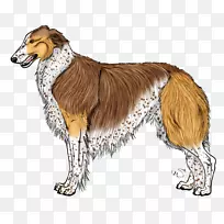 博尔佐伊丝质猎犬萨鲁基长犬品种-阿扎特犬