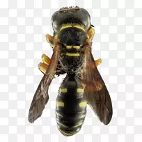 ABV害虫防治和窗户清洁蜜蜂黄蜂-干净的蜜蜂家庭管理员