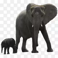 亚洲象非洲森林象