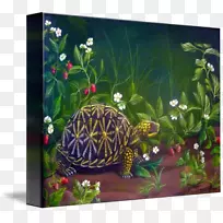 佛罗里达盒龟水族馆-海龟