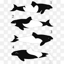 图库溪海豚虎鲸海豚