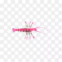 粉红指虫