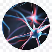 神经元行为经济学AGY脑神经系统-脑