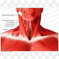 胸锁乳突肌头颈解剖人体颈肌
