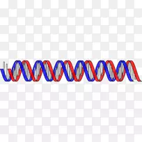 核酸双螺旋dna基因剪贴剂