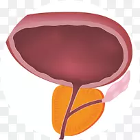 前列腺增生前列腺下尿路症状良性前列腺